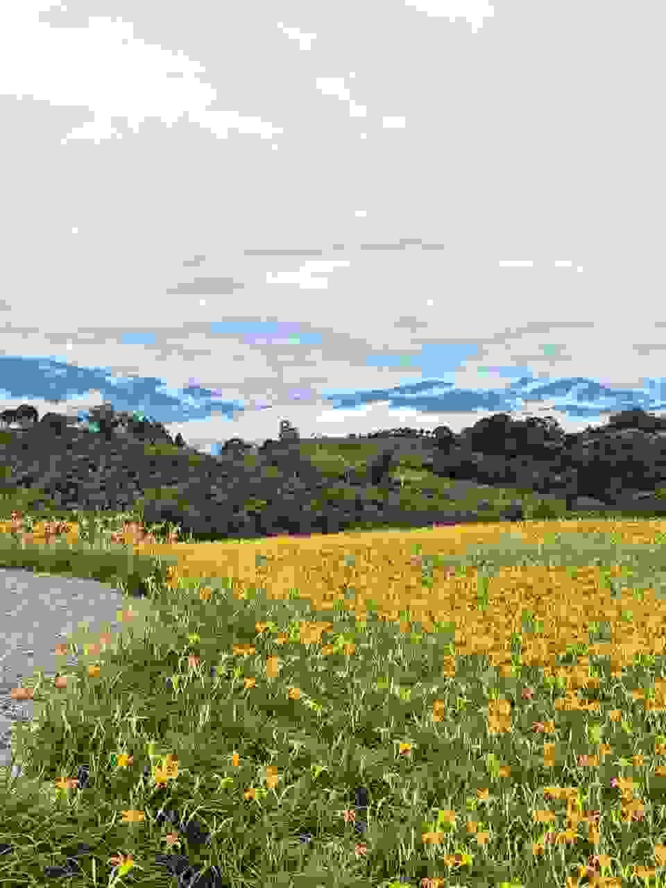 Section image