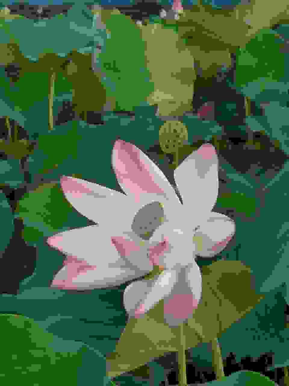 broken image