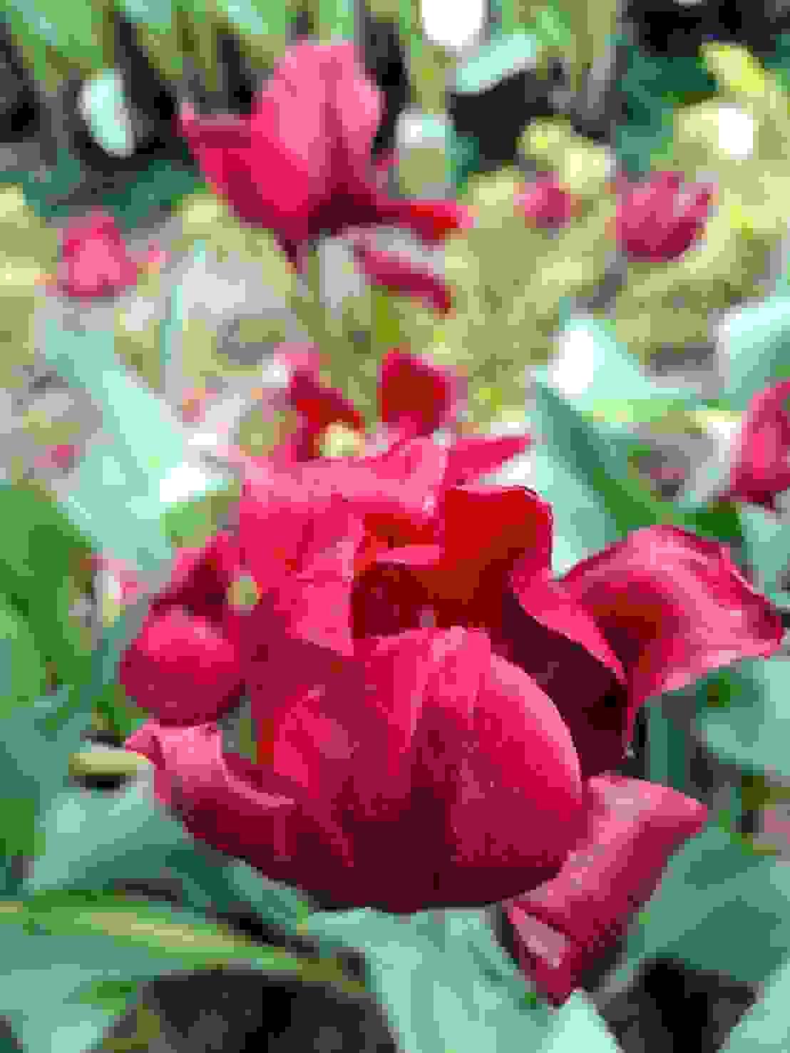 Section image