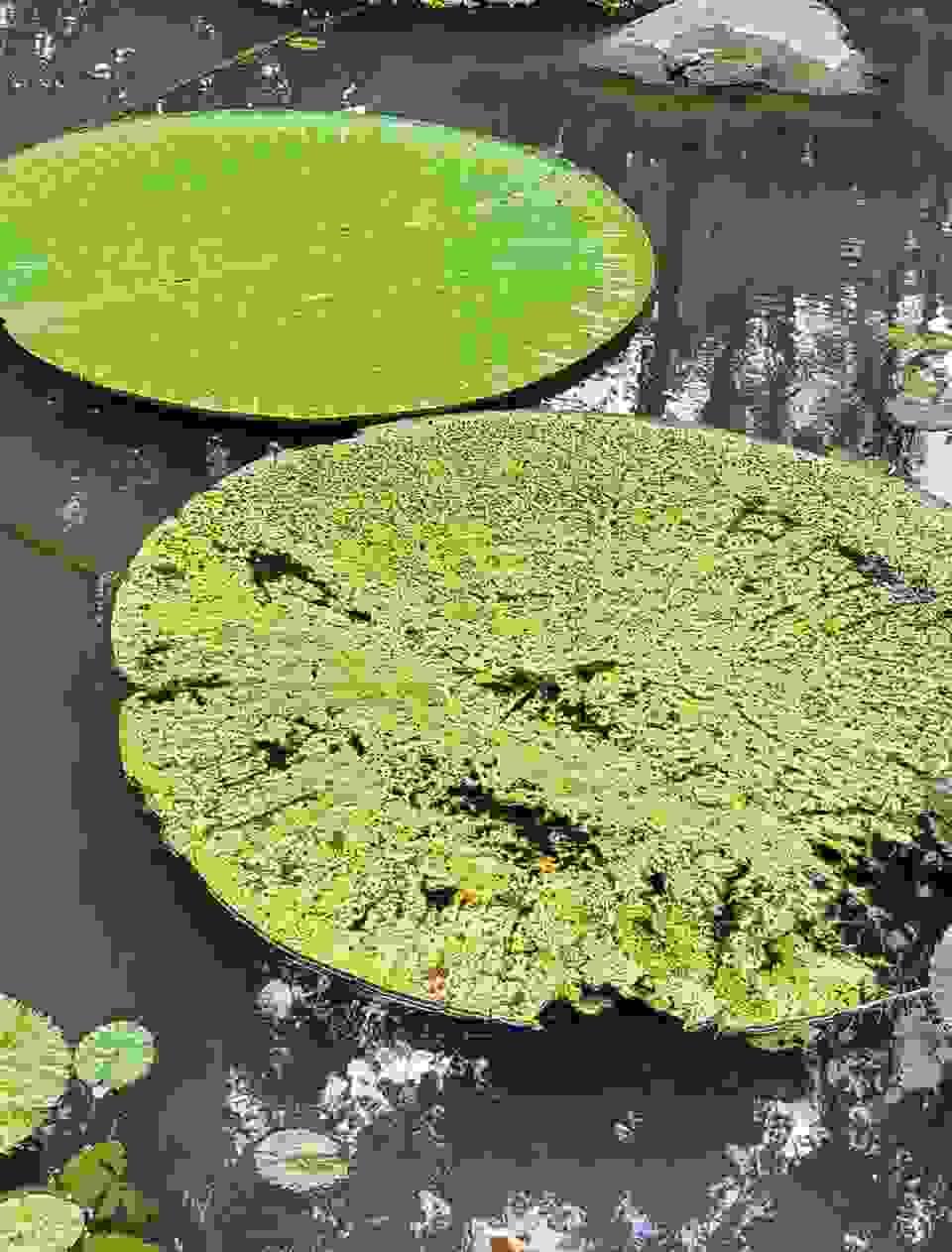 broken image