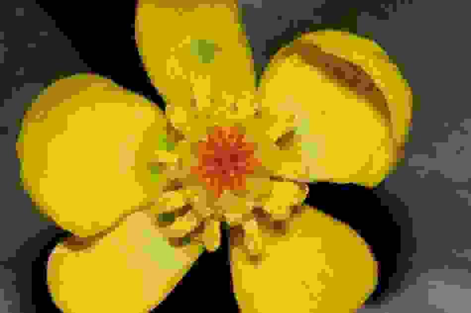 broken image
