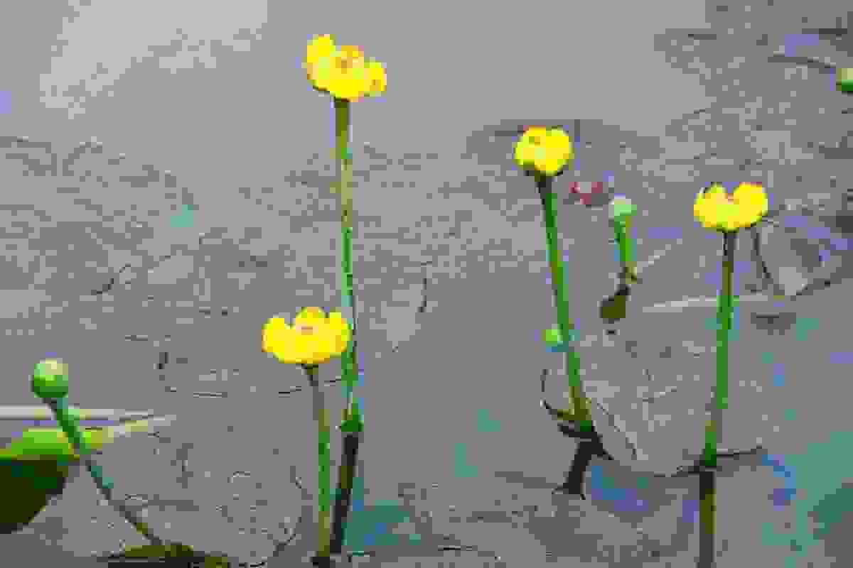 broken image