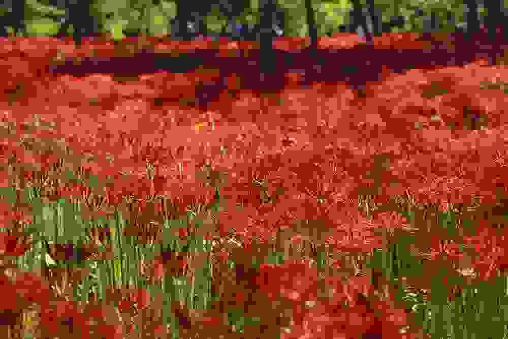 Section image