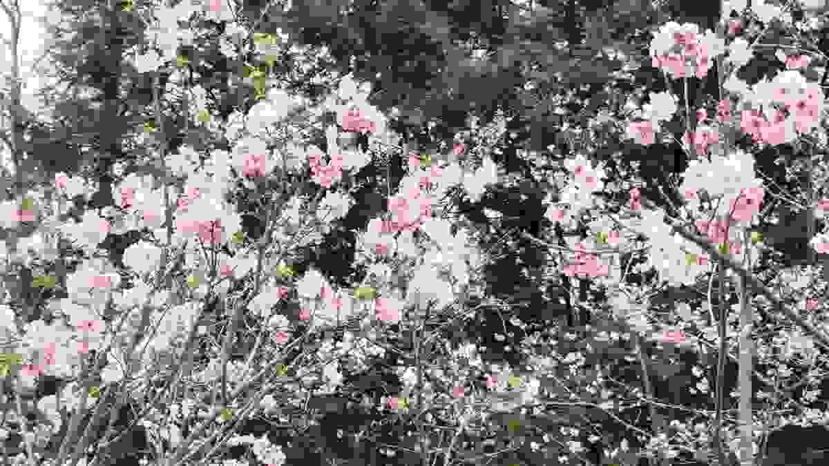 broken image