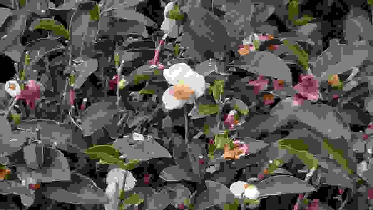 Section image