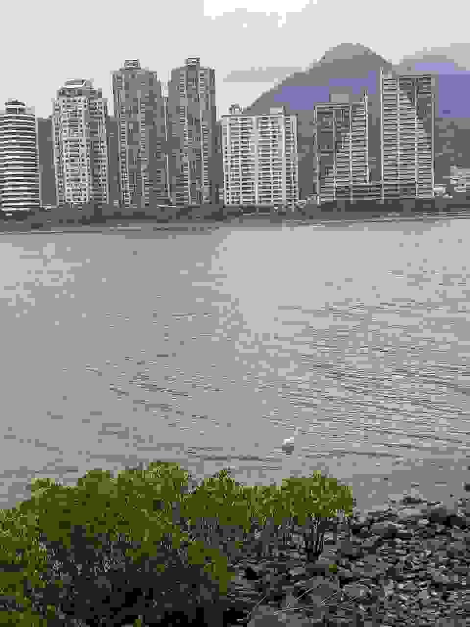 broken image