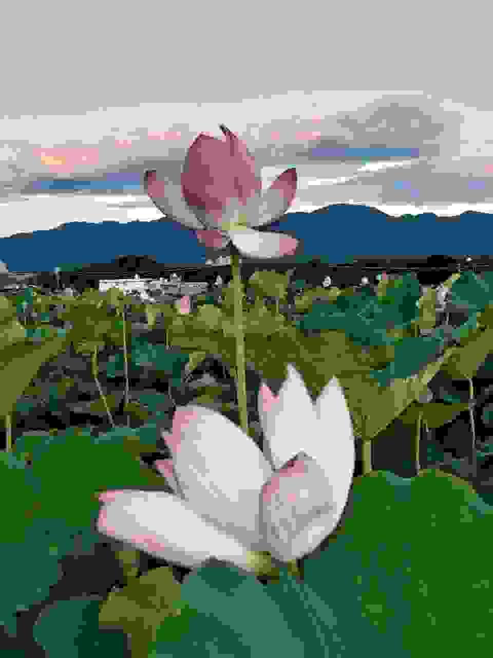 broken image