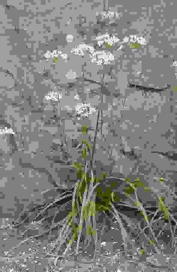 broken image