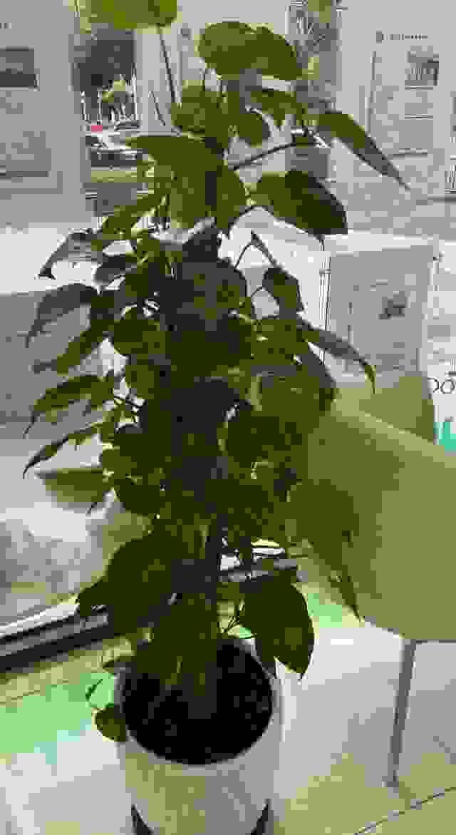 broken image