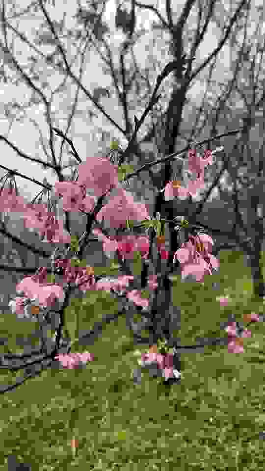 broken image
