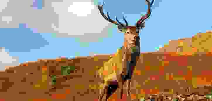broken image