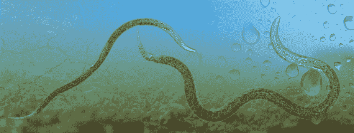 Artistieke impressie van een nematode, centraal in HAL24K Agri's onderzoek naar bodemgezondheid en biodiversiteit, waarbij nematoden dienen als belangrijke indicatoren van de bodemconditie.