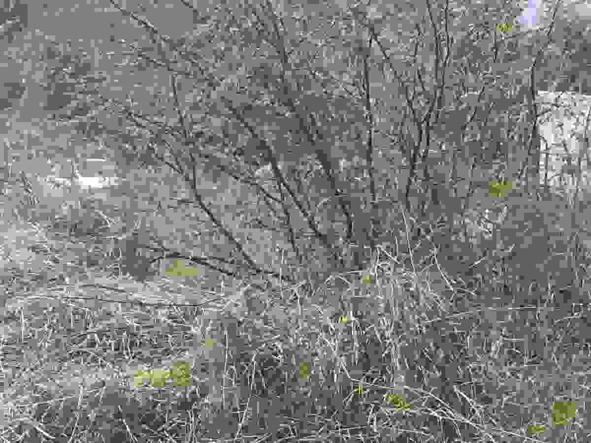 Section image