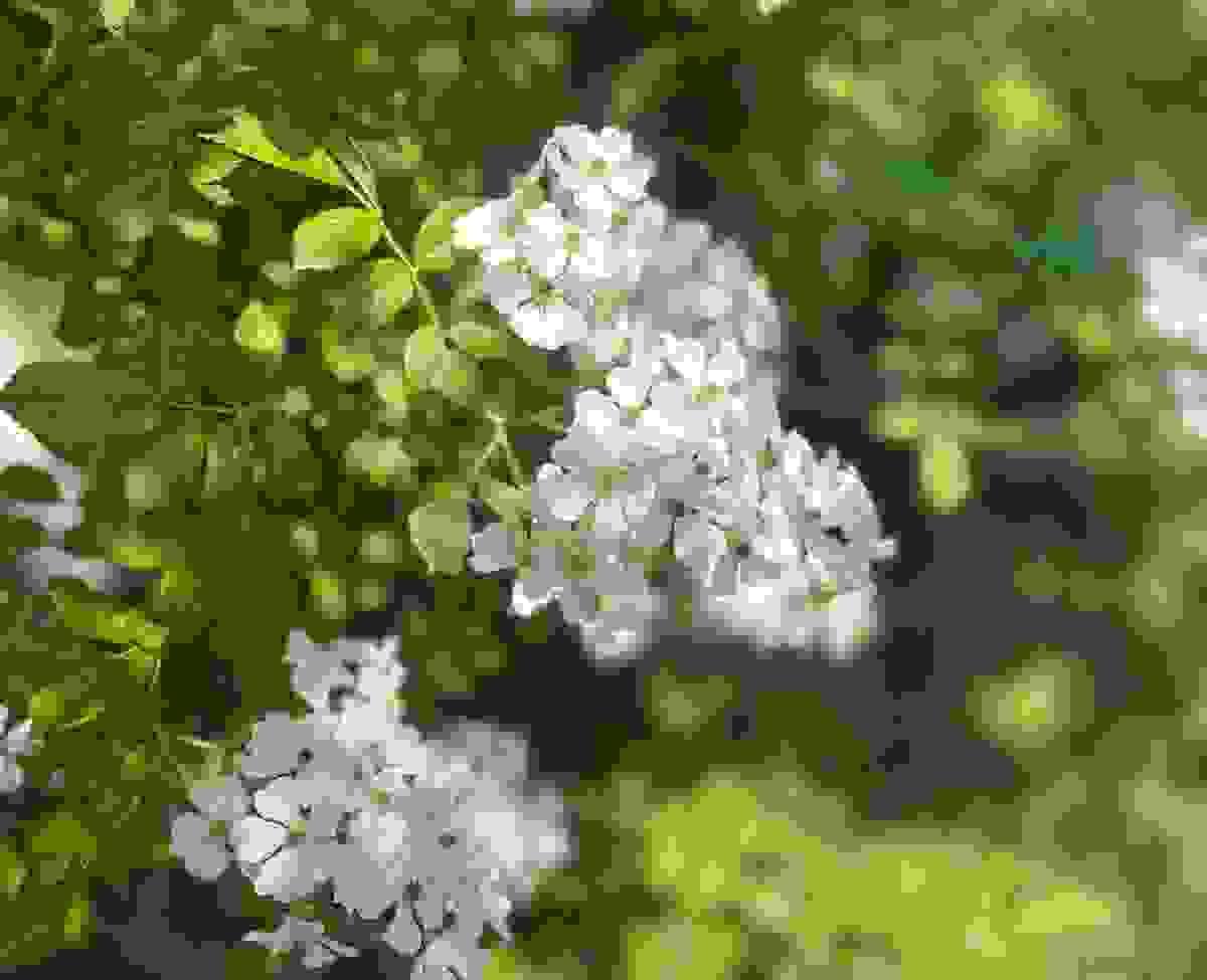 Section image