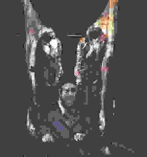 Section image