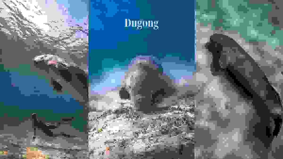 Section image