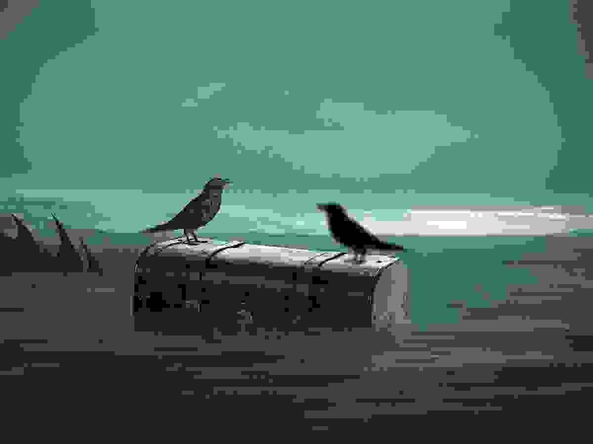 two crows perched on a chest floating in the sea.  A large fin approaches