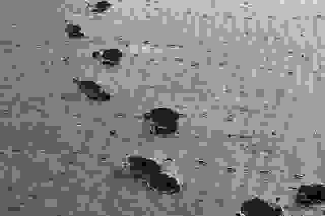 footsteps in the sand