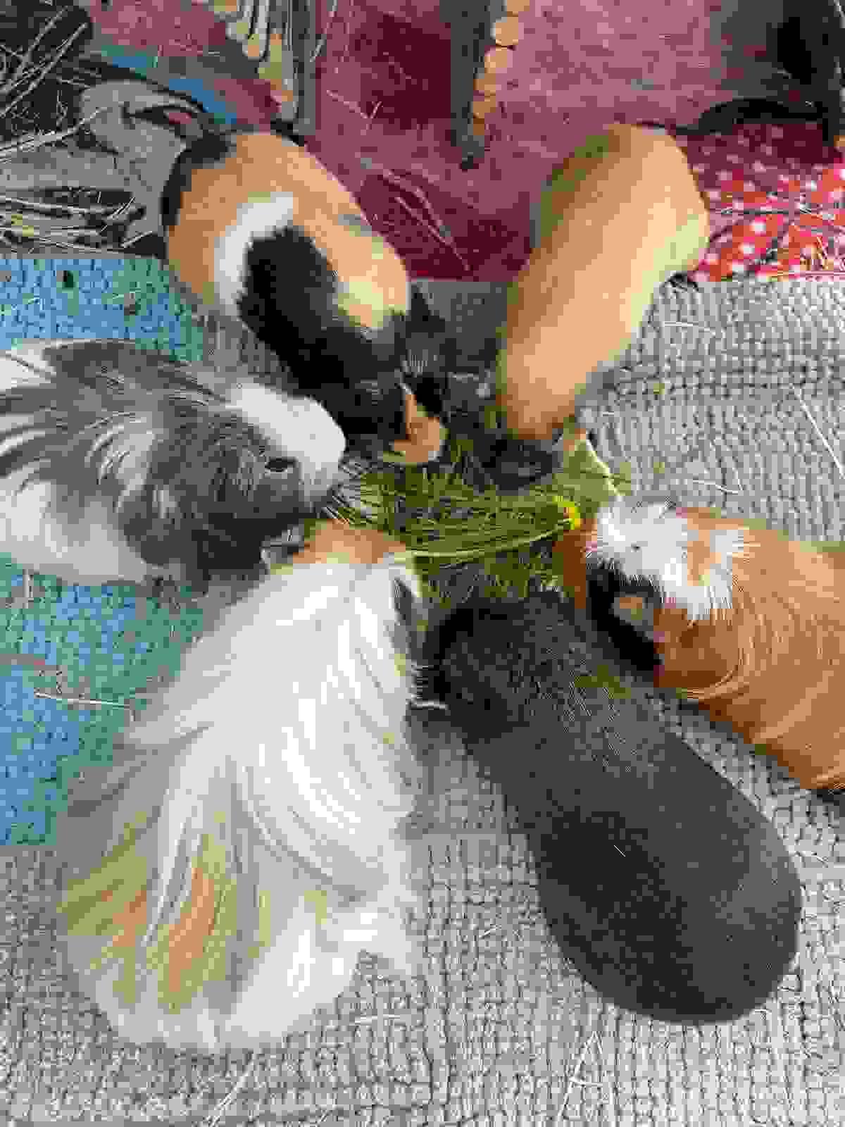 — Emma Robinson “Wheekwood Sanctuary has been a lifesaver for us. Adopting our guinea pig has been a joyful experience that I will cherish forever.” Our dedicated team has successfully rehomed over 300 guinea pigs, providing loving homes for each one. Guinea Pig rescue and rehoming