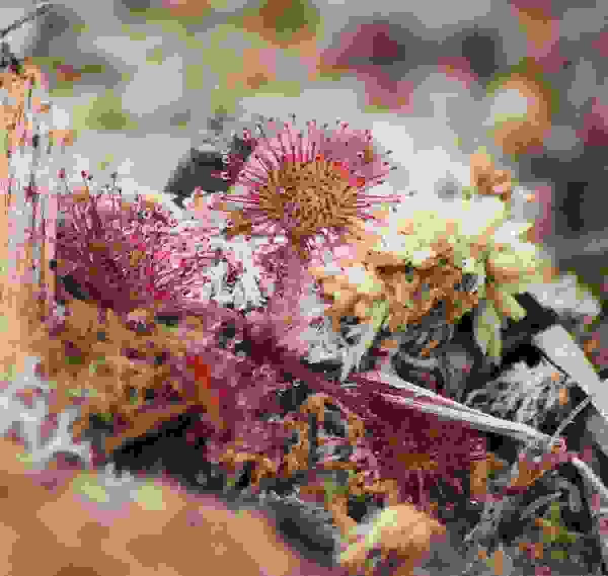 Section image