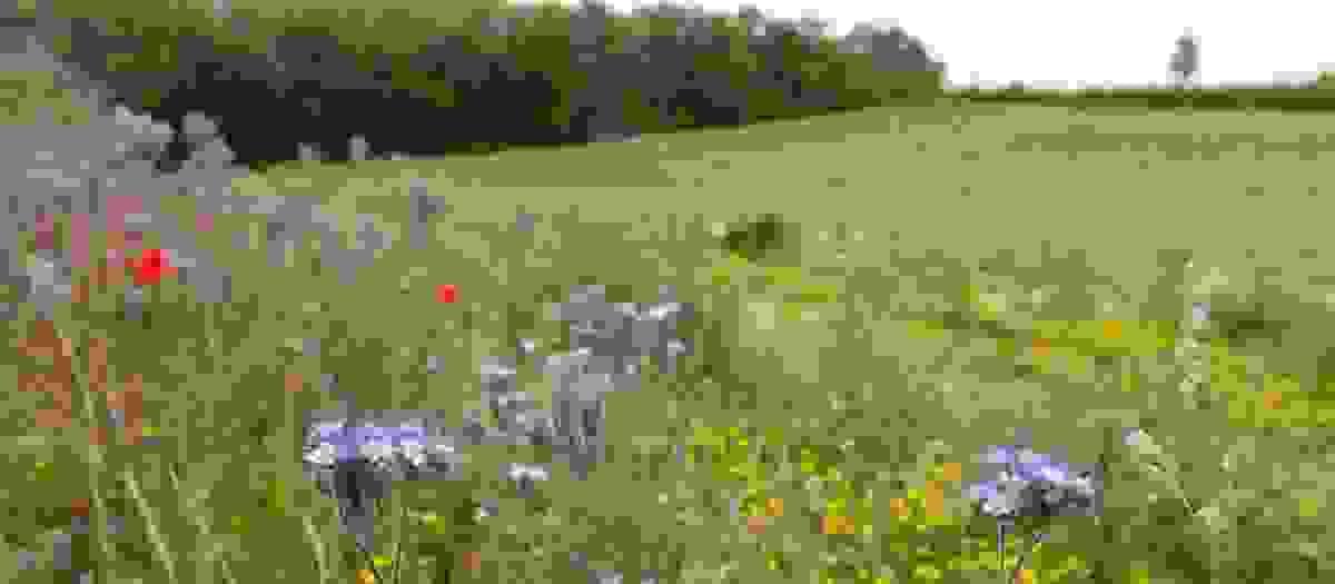 Section image
