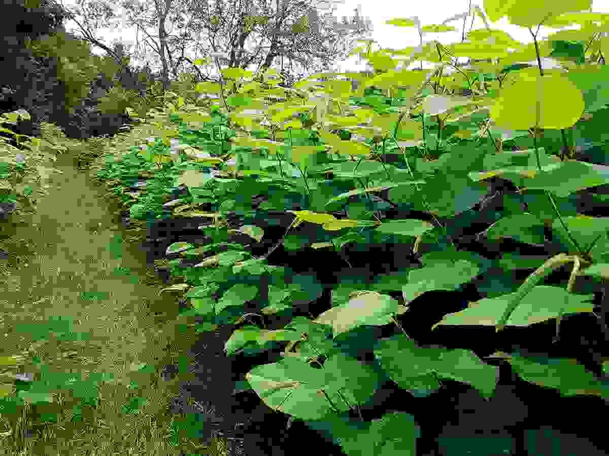 Section image