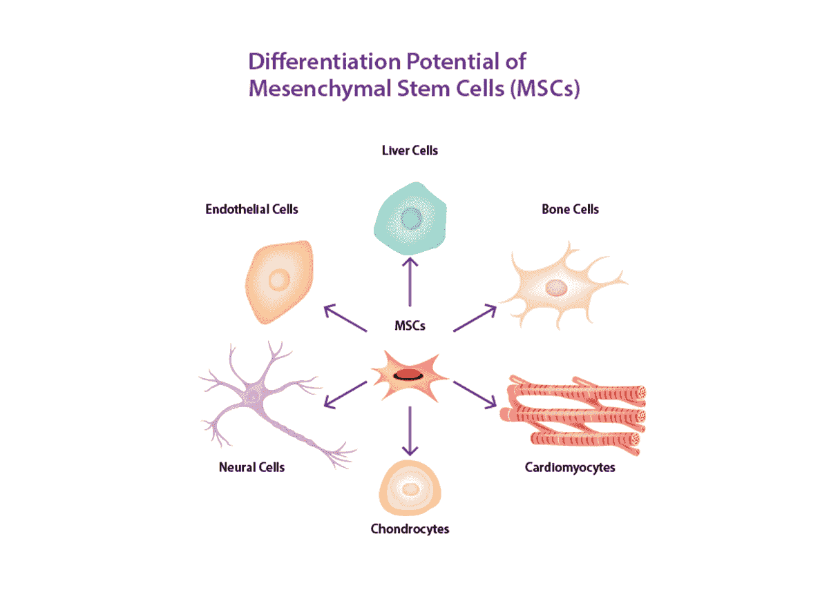 間充質幹細胞治療 間充質幹細胞治療