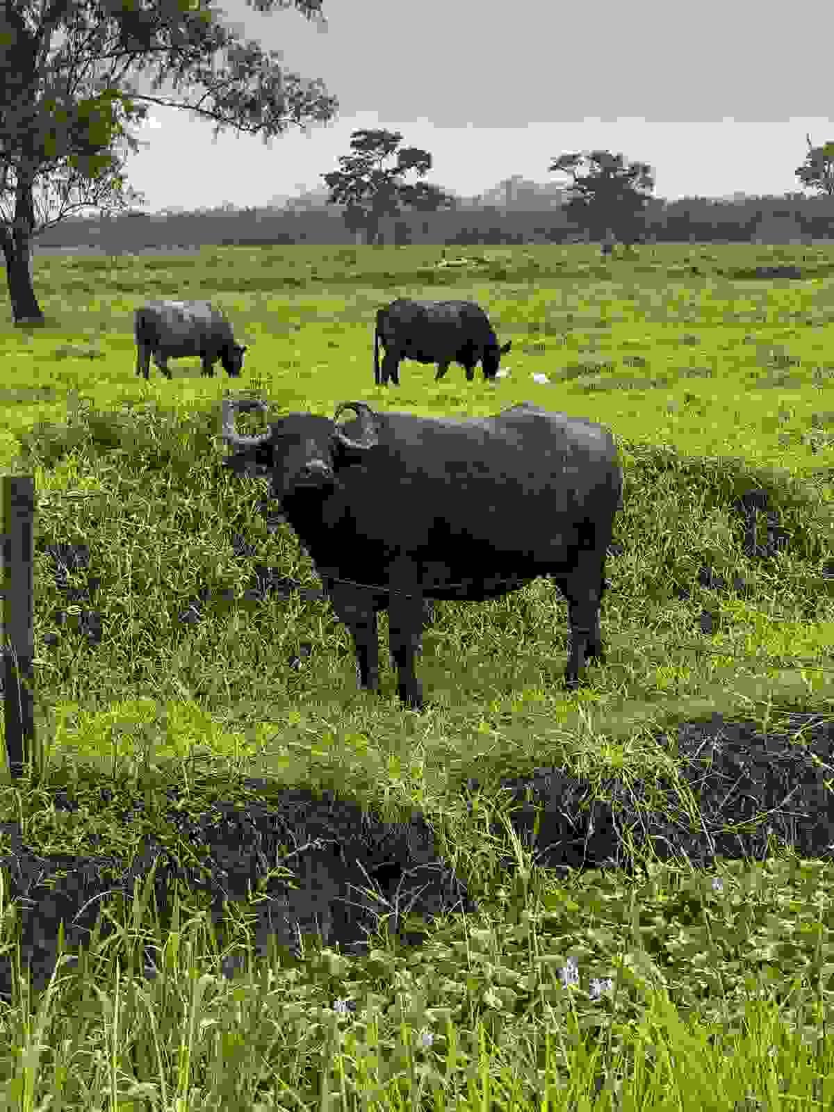 The meat of buffalo is rich in nutrients, low in fat and high in protein. Ideal for those who seek a healthy and delicious diet, it combines flavor and well-being. Nutritional Benefits Our Proposal Buffalo meat company in Guatemala called "The Great Reserve". Rustic and countryside style, coffee and green colors. Sections: hero with photo, product catalog, about us, nutritional benefits, contact for distributors, recipe blog, testimonials, newsletter, and contact with map.
Products: premium cuts, ground meat, hamburgers, artisanal chorizo, family packages. No hormones, 100% natural, from the field to your table.
Dark coffee, warm gold, moss green, and cream. Rustic wood style.
Guatemalan family business with over 20 years raising buffalo in open fields. No hormones, no stress, 100% natural. We sell buffalo meat and derivatives to families and restaurants throughout Guatemala.
Located in Guatemala. Contact via WhatsApp, phone, and email. We serve families, restaurants, butcher shops, and distributors throughout Guatemala. The meat of buffalo is rich in nutrients, low in fat and high in protein. Ideal for those who seek a healthy and delicious diet, it combines flavor and well-being. Nutritional Benefits Our Proposal Buffalo meat company in Guatemala called "The Great Reserve". Rustic and countryside style, coffee and green colors. Sections: hero with photo, product catalog, about us, nutritional benefits, contact for distributors, recipe blog, testimonials, newsletter, and contact with map.
Products: premium cuts, ground meat, hamburgers, artisanal chorizo, family packages. No hormones, 100% natural, from the field to your table.
Dark coffee, warm gold, moss green, and cream. Rustic wood style.
Guatemalan family business with over 20 years raising buffalo in open fields. No hormones, no stress, 100% natural. We sell buffalo meat and derivatives to families and restaurants throughout Guatemala.
Located in Guatemala. Contact via WhatsApp, phone, and email. We serve families, restaurants, butcher shops, and distributors throughout Guatemala.