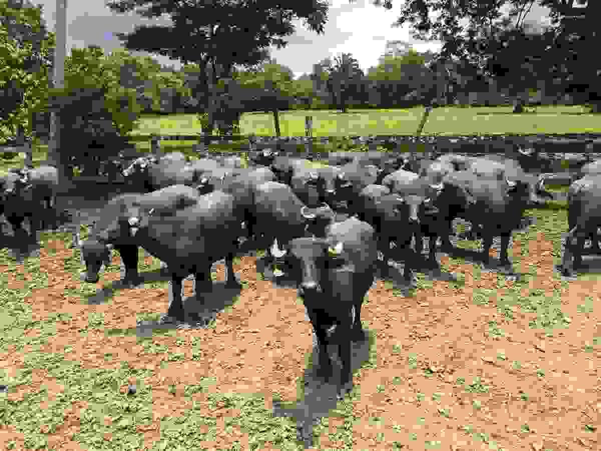 Our premium cuts are carefully selected to offer you the best gastronomic experience. Raised in a natural environment, they guarantee exceptional flavor and quality. Cortes Premium Our Proposal Buffalo meat company in Guatemala called "La Gran Reserva". Rustic and countryside style, brown and green colors. Sections: hero with photo, product catalog, about us, nutritional benefits, contact for distributors, recipe blog, testimonials, newsletter, and contact with map.
Products: premium cuts, ground meat, hamburgers, artisanal chorizo, family packs. No hormones, 100% natural, from the field to your table.
Dark coffee, warm gold, moss green, and cream. Rustic wood style.
Guatemalan family business with over 20 years raising buffalo in open fields. No hormones, no stress, 100% natural. We sell buffalo meat and derivatives to families and restaurants throughout Guatemala.
Located in Guatemala. Contact via WhatsApp, phone, and email. We serve families, restaurants, butcher shops, and distributors throughout Guatemala. Our premium cuts are carefully selected to offer you the best gastronomic experience. Raised in a natural environment, they guarantee exceptional flavor and quality. Cortes Premium Our Proposal Buffalo meat company in Guatemala called "La Gran Reserva". Rustic and countryside style, brown and green colors. Sections: hero with photo, product catalog, about us, nutritional benefits, contact for distributors, recipe blog, testimonials, newsletter, and contact with map.
Products: premium cuts, ground meat, hamburgers, artisanal chorizo, family packs. No hormones, 100% natural, from the field to your table.
Dark coffee, warm gold, moss green, and cream. Rustic wood style.
Guatemalan family business with over 20 years raising buffalo in open fields. No hormones, no stress, 100% natural. We sell buffalo meat and derivatives to families and restaurants throughout Guatemala.
Located in Guatemala. Contact via WhatsApp, phone, and email. We serve families, restaurants, butcher shops, and distributors throughout Guatemala.