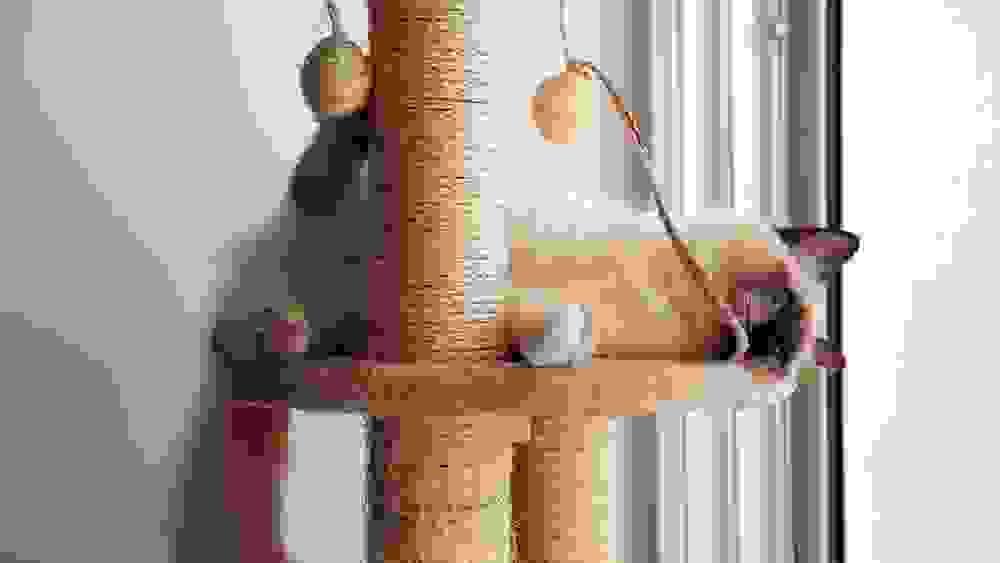 Choosing A Scratching Post – Why Material Matters