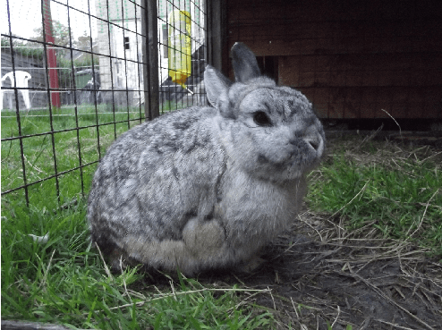 Maggots In Rabbits Flystrike In Rabbits