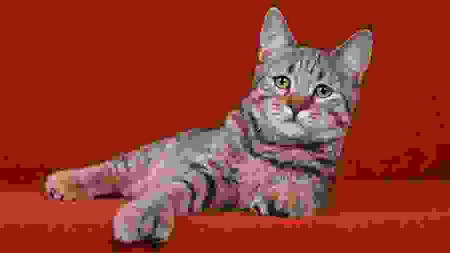 Registering a Purebred Cat with the CFA cat care