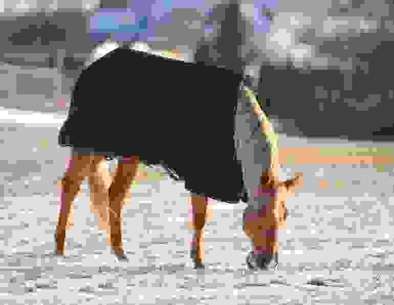 How to Tell if Your Horse is Cold