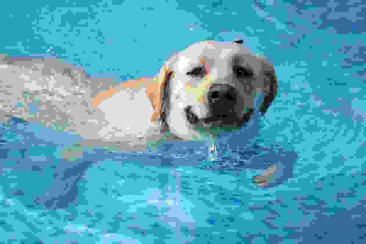 Is Pool Water Safe for Dogs to Drink?