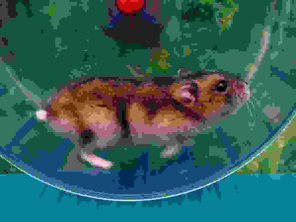 Exercise Equipment for Gerbils and Hamsters