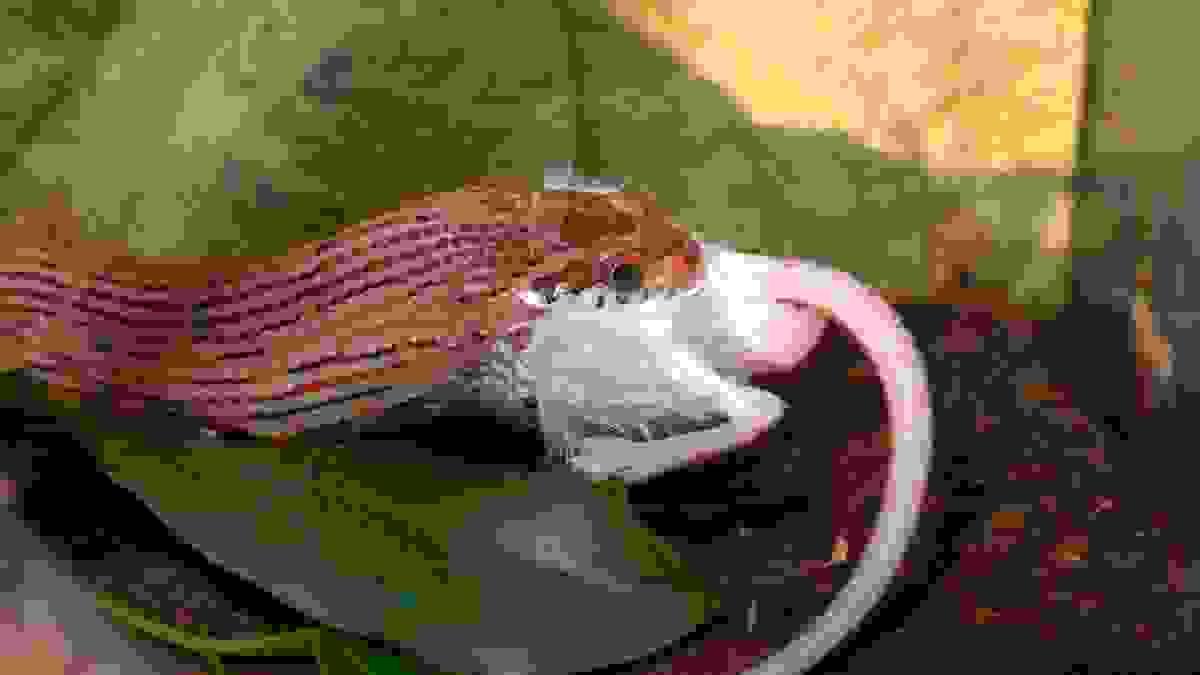 How Much Should I Feed My Pet Snake? - What To Feed Captive Pet Snakes