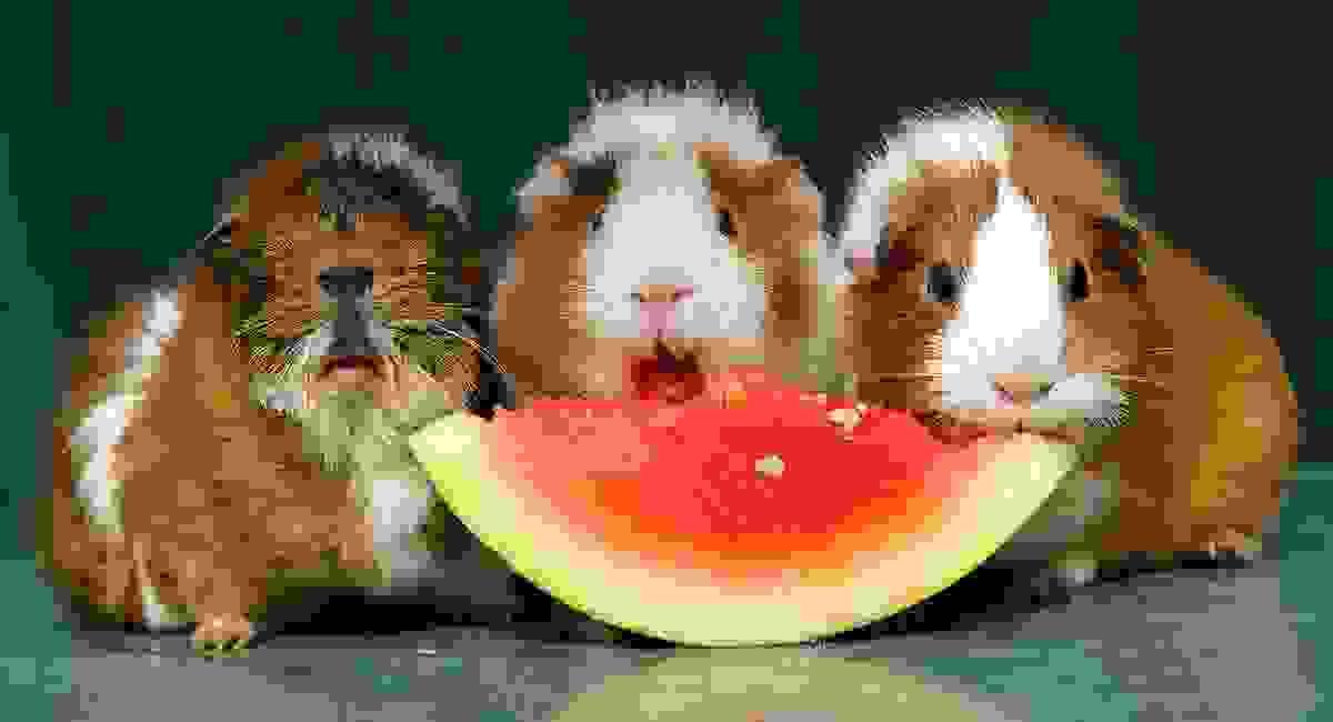 Understanding Your Guinea Pig’s Need for Vitamin C