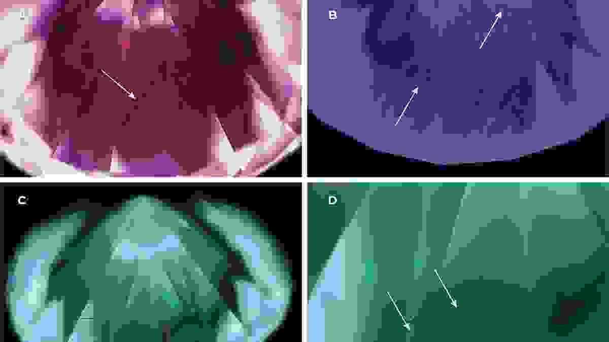Section image