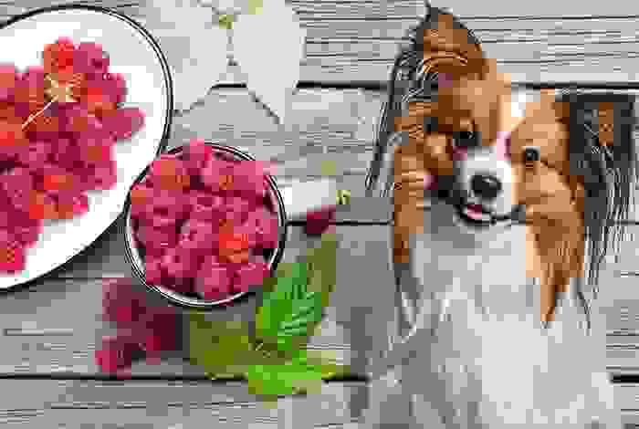 Curated visual reference: Can Dogs Eat Raspberries A Complete Nutritional Guide Photo Inspiration