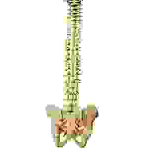 Our advanced rehabilitation techniques focus on restoring healthy tissue and organ function, providing hope for patients. Innovative Rehabilitation Techniques What We Do Healthier tissue and organ is not impossible.
Rehabilitation, the pursuit of a ray of hope.
With perspective etiology, rehabilitation is not impossible.
