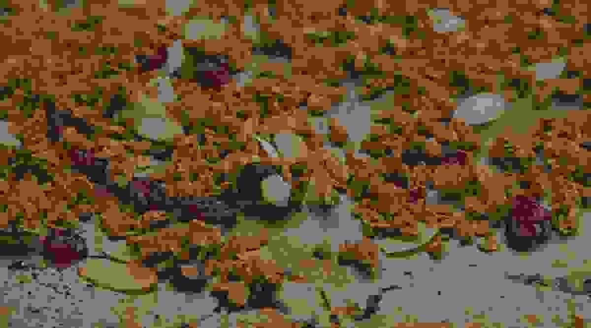 Section image