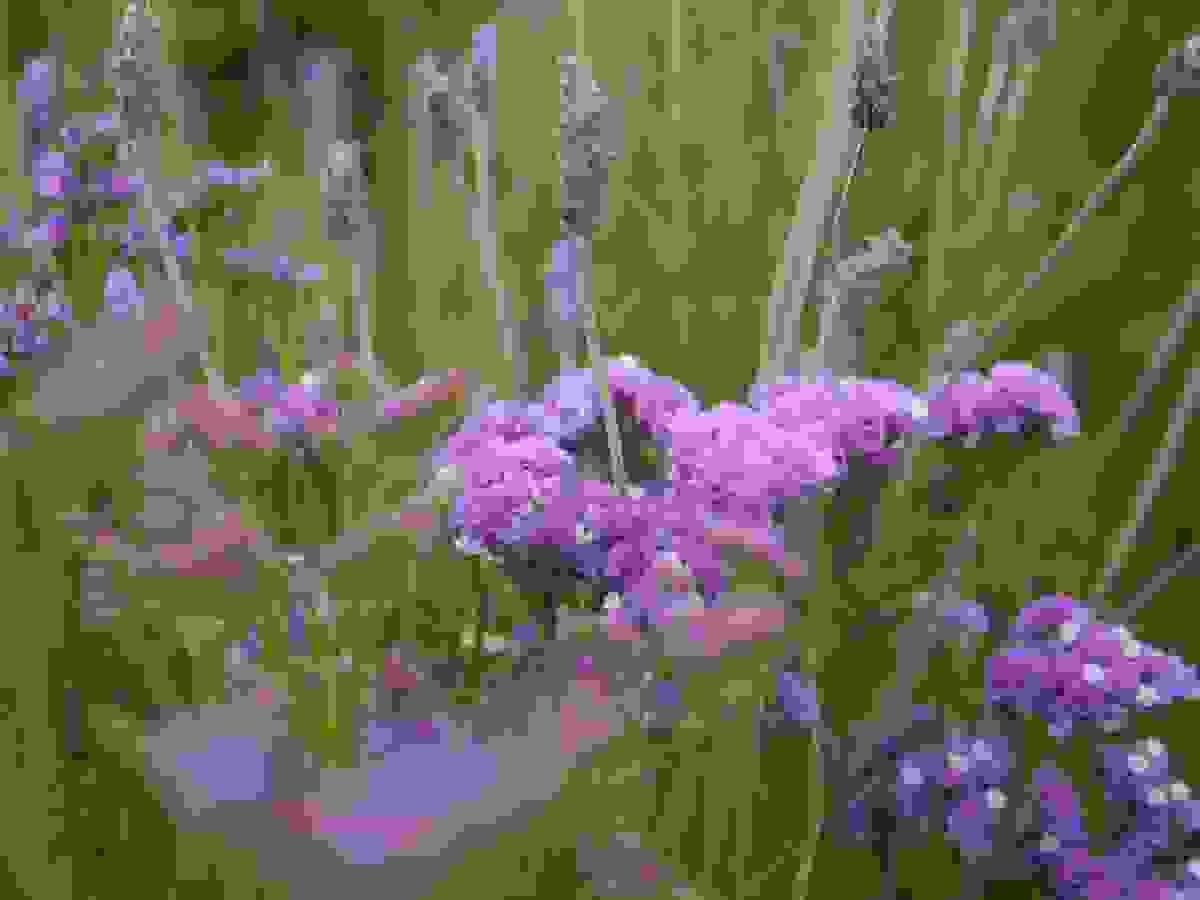 Purple statice flowers growing in the Ōmanaia garden, Hokianga, Northland, New Zealand. Purple statice flowers growing in the Ōmanaia garden, Hokianga, Northland, New Zealand.