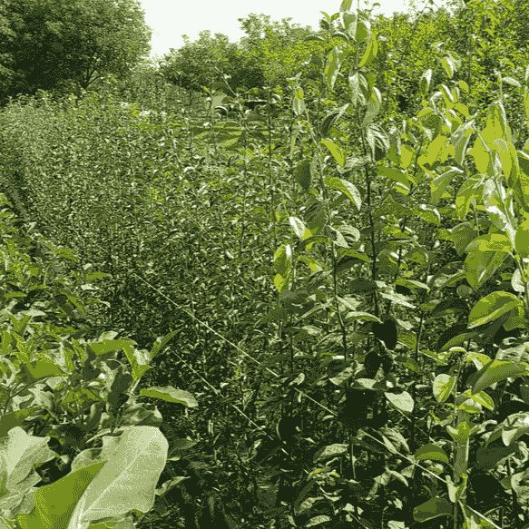 Szelídgesztenye Castanea sativa oltvány Szelídgesztenye Castanea sativa oltvány