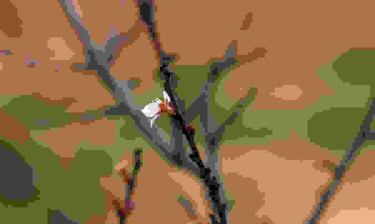 Section image