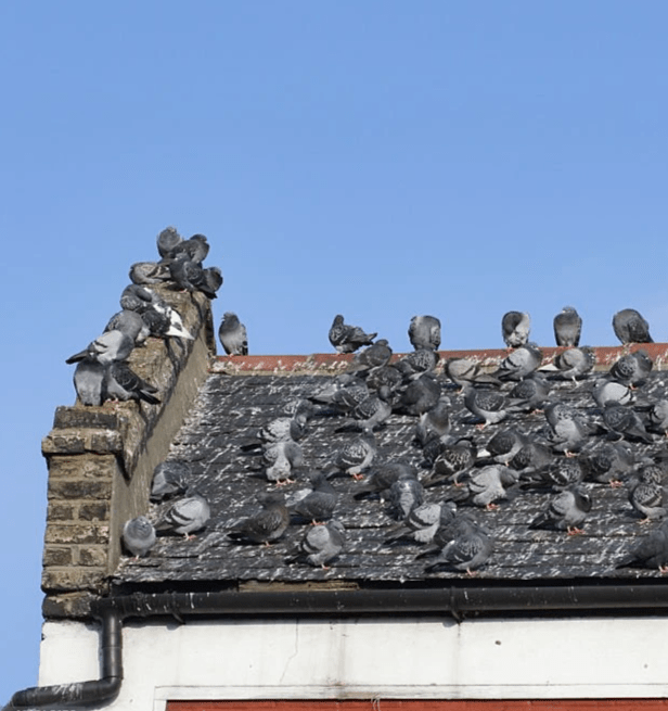 Pigeon and Bird Droppings Removal From Solar Panels