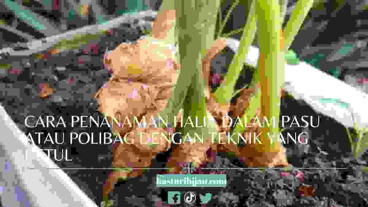 Cara Penanaman Halia dalam Pasu atau Polibag dengan Teknik yang Betul