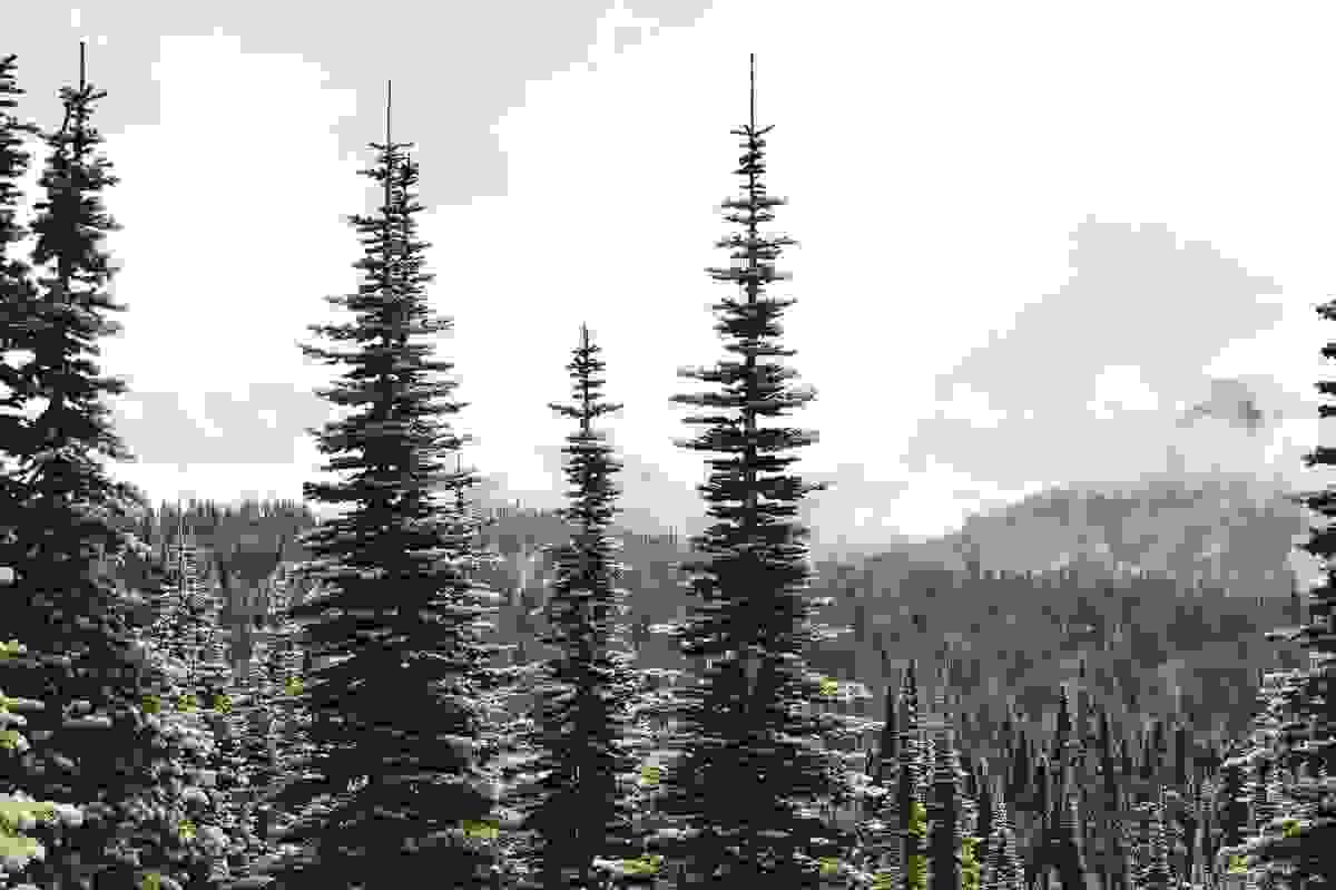 Section image