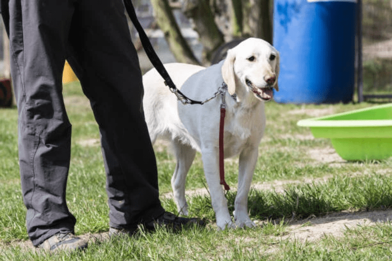 Leash Reactive Dog Training A Comprehensive Guide