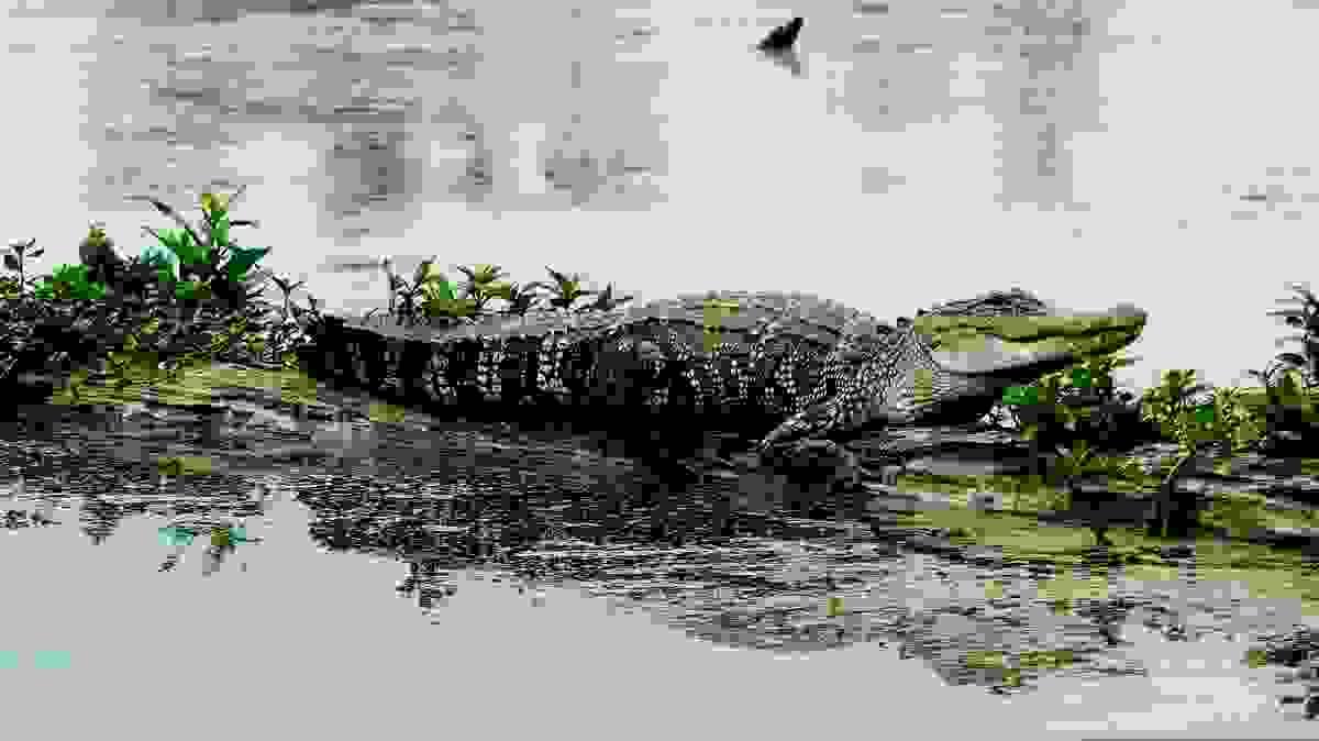 broken image