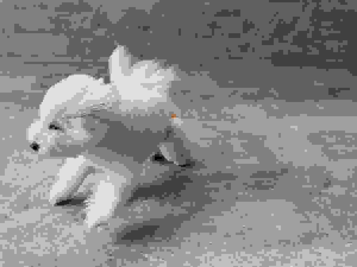 broken image